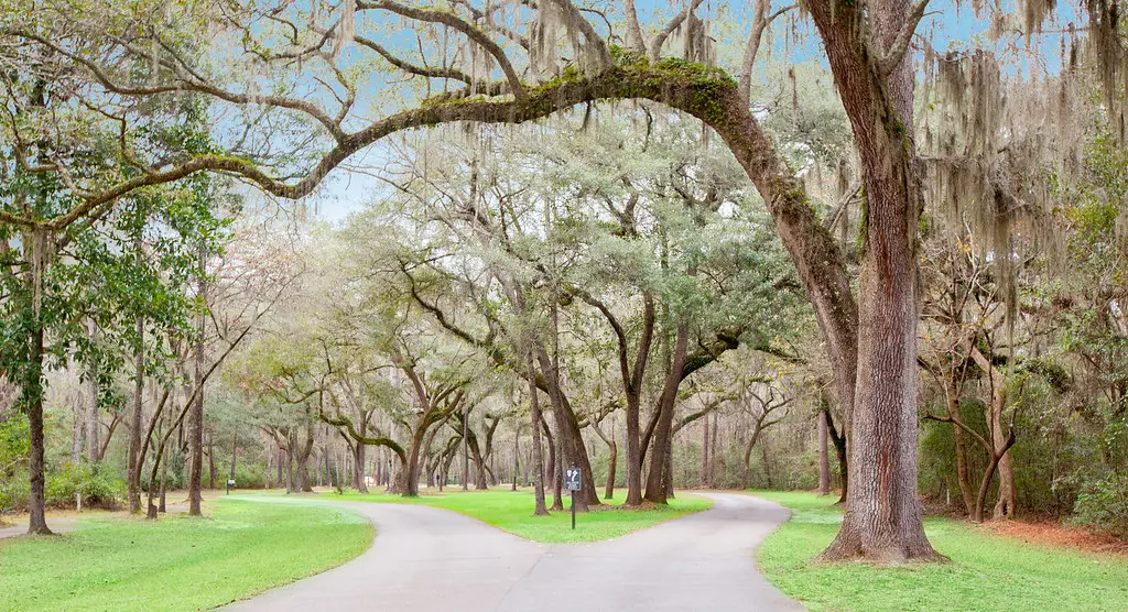 Oak-lined road curving through the Bull Point Plantation community in Seabrook, South Carolina